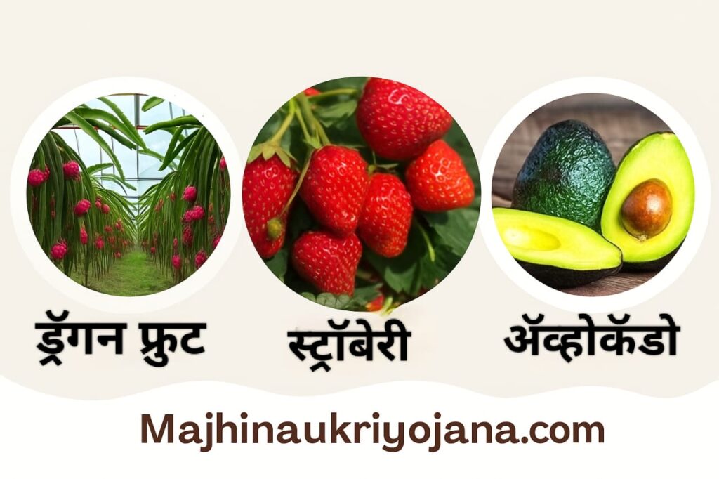 ड्रॅगन फ्रुट, स्ट्रॉबेरी आणि अवोकाडो फळशेतीसाठी शासकीय अनुदान – एकात्मिक फलोत्पादन विकास अभियान 2025